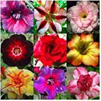 Los mejores  - Adenium obesum flores colores mezclados bonsai - 10 semillas